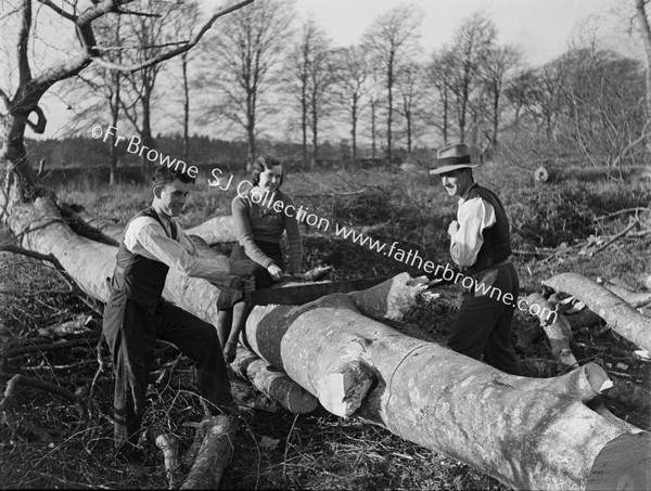 TREE FELLING